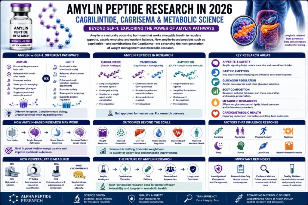 Scientific infographic about amylin peptide research in 2026, including cagrilintide, CagriSema, amycretin, GLP-1 pathways, appetite, and metabolic research.